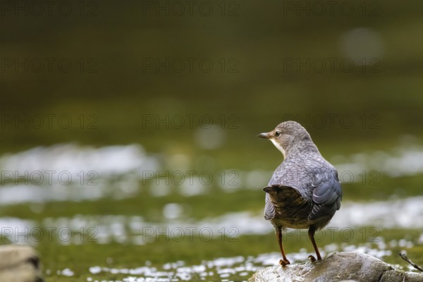 A dipper sits in a stream, Hönnetal, Sauerland, North Rhine-Westphalia, Germany