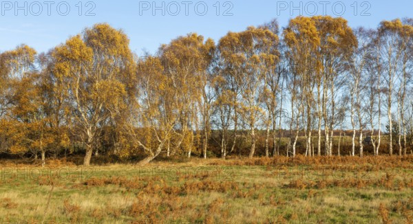Silver birch trees, Betula pendula, brown autumn leaves on heathland, Sutton Heath, Suffolk, England, UK