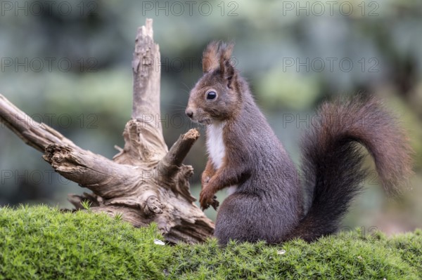 Squirrel (Sciurus vulgaris), Emsland, Lower Saxony, Germany
