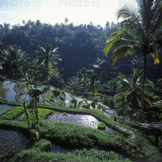 Terrace rice paddies near Tegallalang, Bali, Indonesia