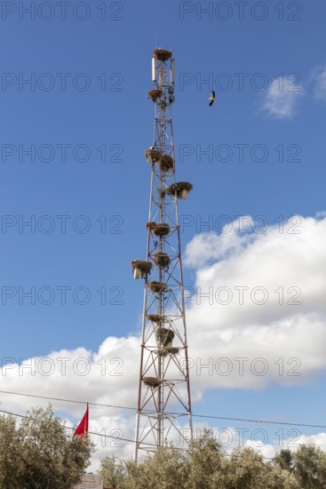 Tall radio mast with nesting sites and a flying bird under a blue sky in Morocco