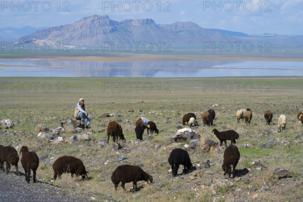 A shepherd sits in a meadow and watches a flock of sheep against a mountain backdrop with a lake, Dogubayazit swamps, wetland near Cevirme, Dogubayazit, Dogubayazit, Dogubeyazit, Agri Province, Eastern Anatolia, Anatolia, Turkey
