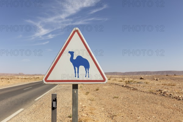 Road sign with camel warning on a desert road under blue sky, Sahara, Morocco