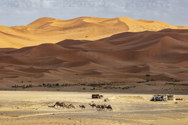 Camels migrate across sandy dunes under a cloudy sky in the desert, Sahara, Morocco