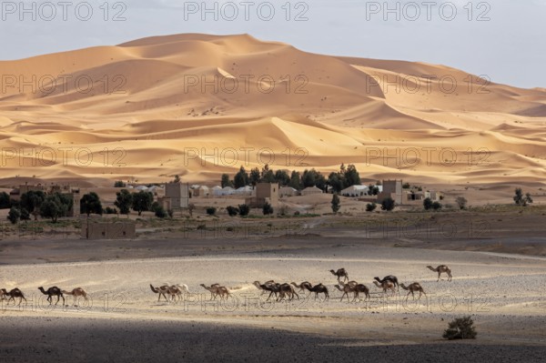 A caravan passes by a settlement in a vast desert landscape, Sahara, Morocco