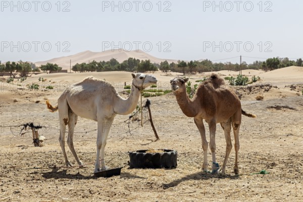 Two camels in a vast desert landscape with barren vegetation