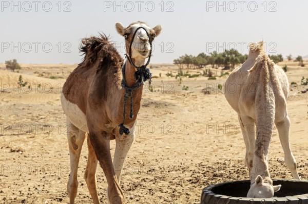 Two camels in the desert, one eating out of a tire