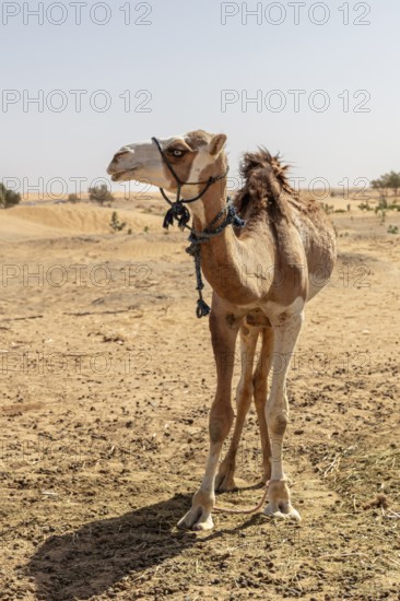 A single camel in the vast desert under clear skies