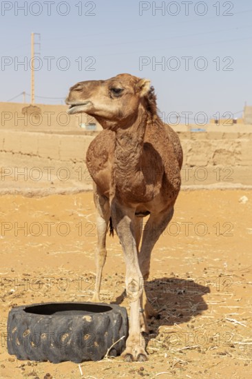 A camel cub stands in a sunlit desert landscape