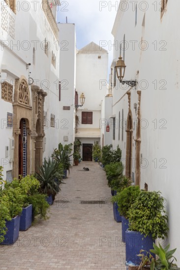 Narrow alley with white buildings and decorative plants