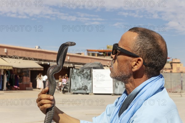 Man wearing sunglasses stares concentratedly at a raised snake
