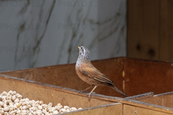 A little bird sits on a wooden structure with peanuts in the background