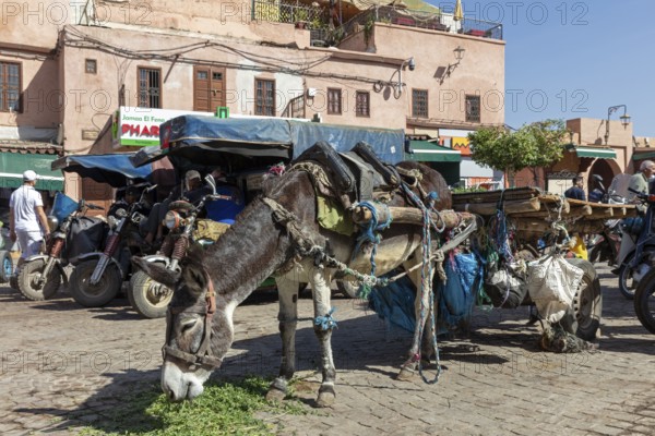 Loaded donkey on a paved road in front of traditional buildings