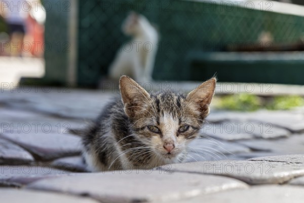A little kitten lies attentively on a stone floor with a blurred background in a busy street