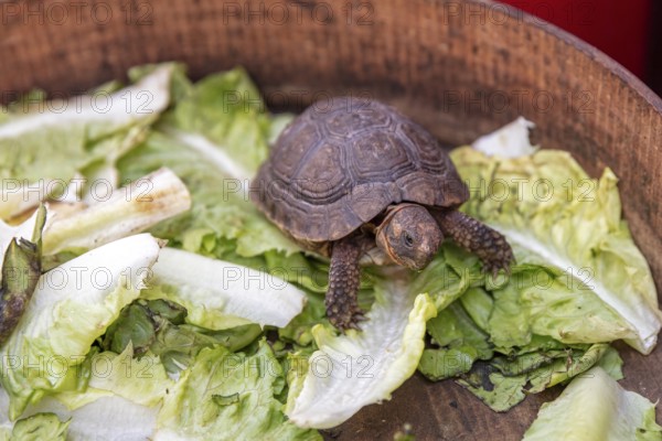 A small turtle on lettuce in a wooden bowl