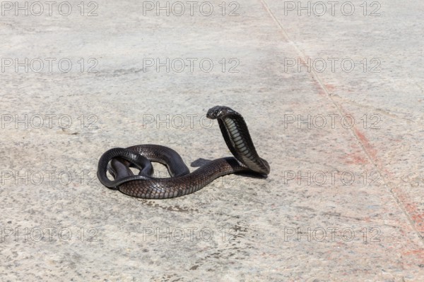 An erect cobra on asphalt in the sun