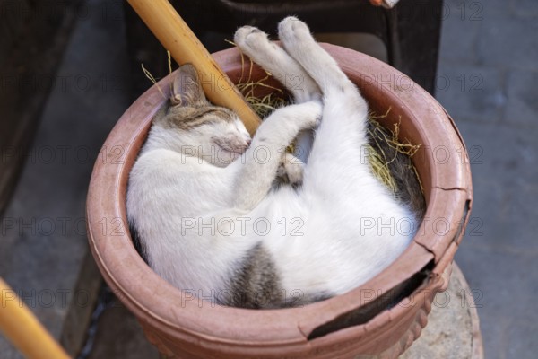 A cat sleeps peacefully in a straw lined flower pot