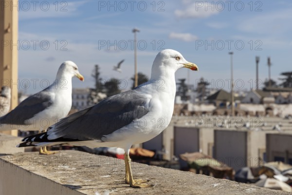 Two seagulls rest on a wall with a view of the city under the blue sky