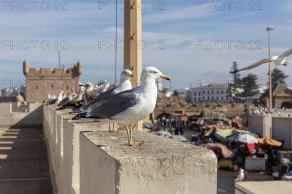 Several seagulls sit on a wall with a view of the lively city and the sea