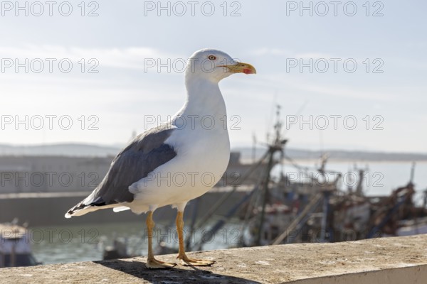 Large seagull sits on a stone wall with a view of the harbor and the sea under a blue, sunny sky