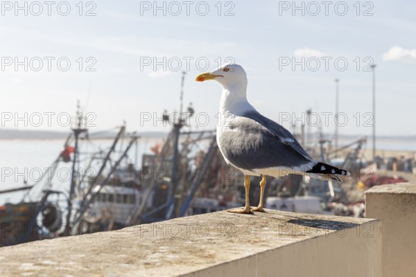 Seagull on a stone wall, calmly looking at the harbor and the water against a blue sky