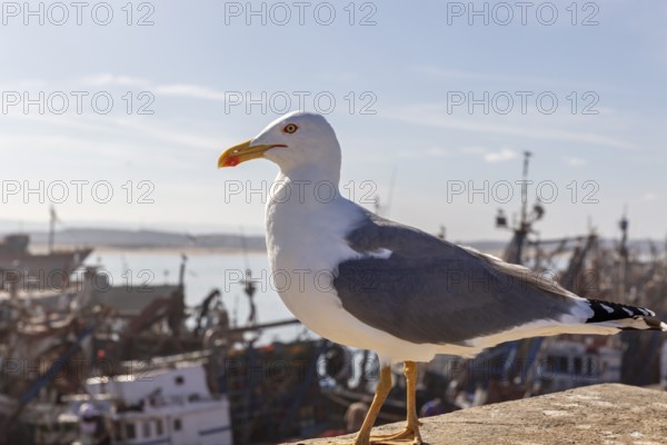 Close-up of a seagull looking out at a busy harbor scene and the ocean in the background