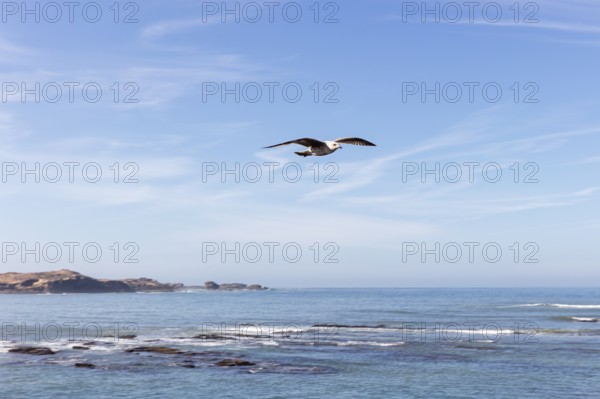 Seagull flies high above calm seas surrounded by clear blue skies and light breezes
