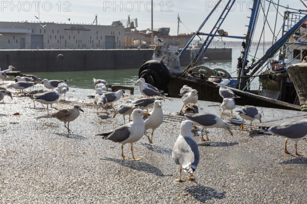 A group of seagulls gathers on a harbor area next to boats