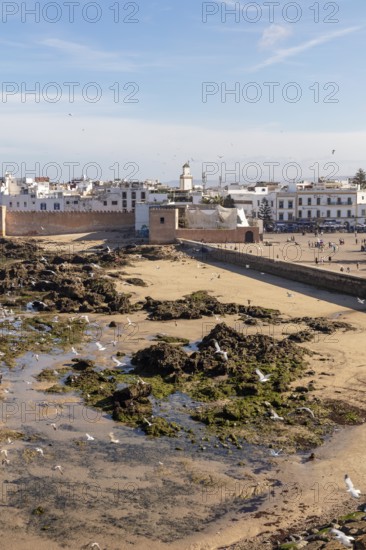 View of the coastline with city walls, sand and flying seagulls in clear skies