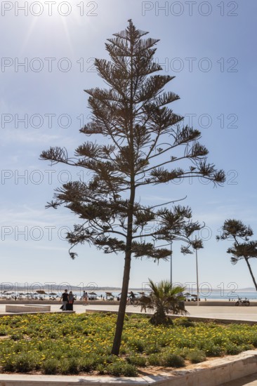 A tall tree stands against a blue sky on the beach, surrounded by blooming plants