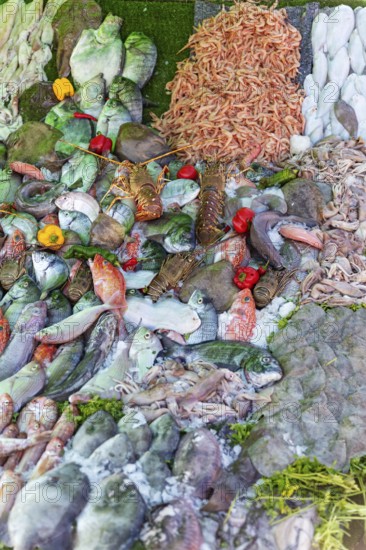 A colorful mix of fish and seafood at a market