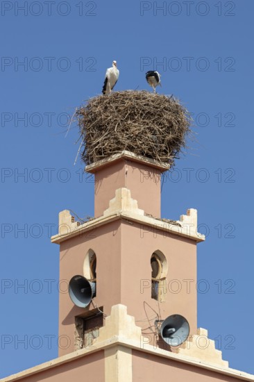 MAR, Dade Valley, storks