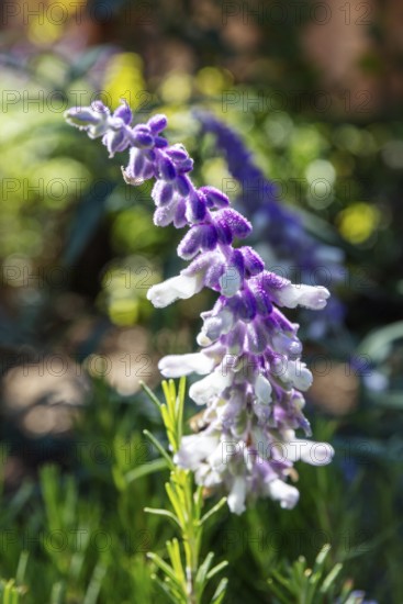 MAR, Chefchaouen, AI, Kasaba, flower