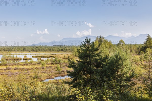 D, Sterntaler, Felze