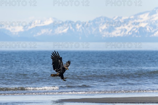 Bald eagle (Haliaeetus leucocephalus) in flight during landing, Anchor Point at Cook Inlet, white mountain peaks of the Aleutian chain in the background, Anchor River State Recreation Area, Alaska, USA
