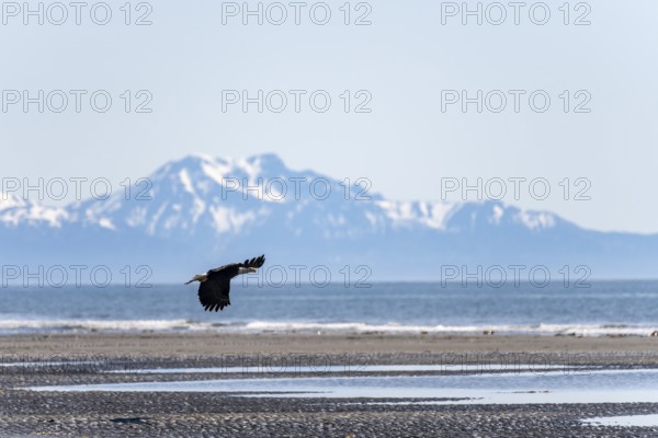 Bald eagle (Haliaeetus leucocephalus) in flight on the beach of Anchor Point at Cook Inlet, white mountain peaks of the Aleutian chain in the background, Anchor River State Recreation Area, Alaska, USA