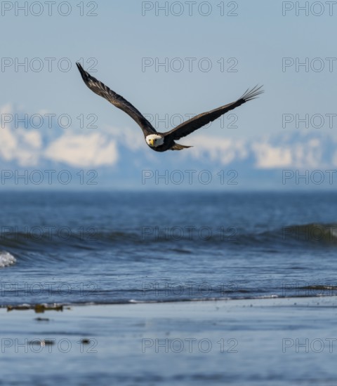 Bald eagle (Haliaeetus leucocephalus) in flight, Anchor Point at Cook Inlet, white mountain peaks of the Aleutian chain in the background, Anchor River State Recreation Area, Alaska, USA