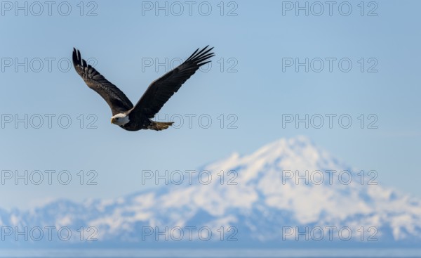 Bald eagle (Haliaeetus leucocephalus) in flight, Anchor Point at Cook Inlet, white mountain peak of Mount Redoubt, snowy mountains of the Aleutian chain, Anchor Point, Anchor River State Recreation Area, Alaska, USA
