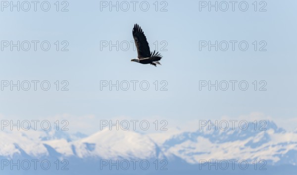 Bald eagles (Haliaeetus leucocephalus) flying on the beach at Anchor Point on Cook Inlet, snowy mountains of the Aleutian chain, Anchor Point, Anchor River State Recreation Area, Alaska, USA