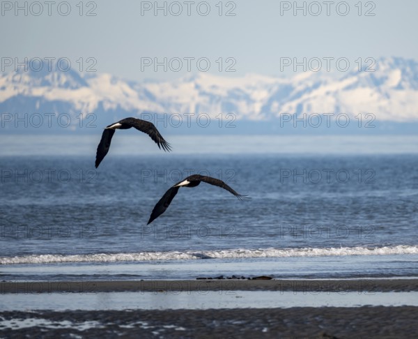 Two bald eagles (Haliaeetus leucocephalus) in flight on the beach of Anchor Point at Cook Inlet, white mountain peaks of the Aleutian chain in the background, Anchor River State Recreation Area, Alaska, USA