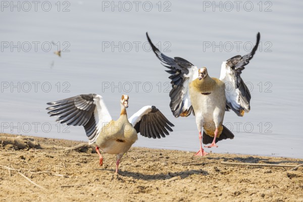 Egyptian goose (Alopochen aegyptiaca) Zambia