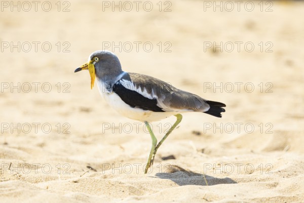 African lapwing (Vanellus senegallus) Zambia