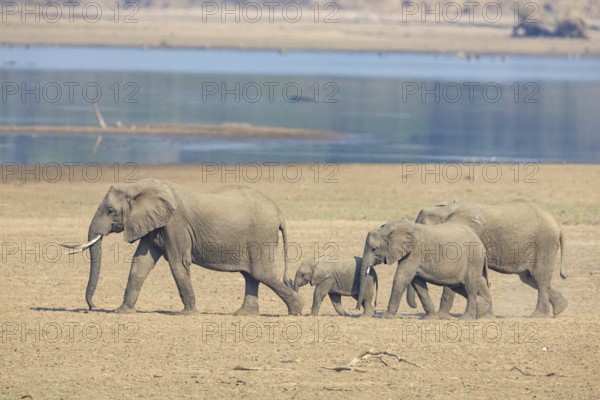 African elephant (Loxodonta africana) family crossing the Luangwa Valley in Zambia