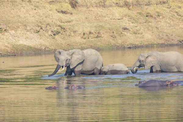 Family of the African elephant (Loxodonta africana) crossing the Luangwa River in Zambia