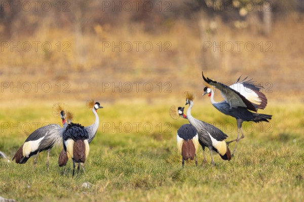 Crowned Crane (Balearica regulorum) Courtship behaviour Zambia