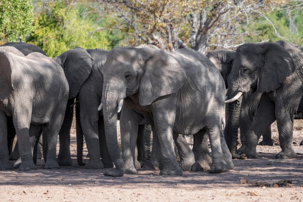 Herd of African elephants (Loxodonta africana), desert elephants, riverbed of the Ugab River, Damaraland, Kunene region, Namibia