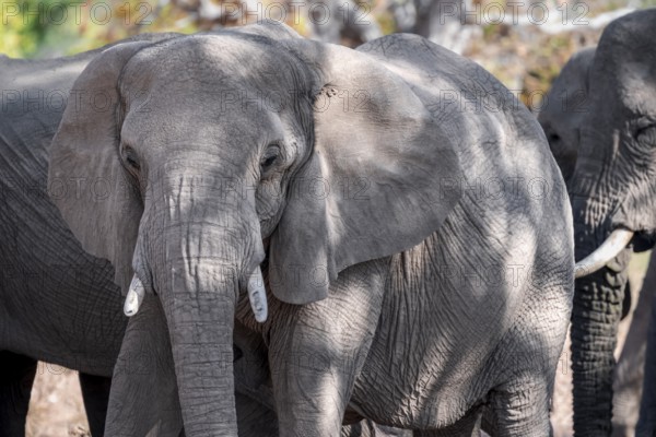 Single elephant in a herd of African elephants (Loxodonta africana), desert elephants, riverbed of the Ugab River, Damaraland, Kunene region, Namibia