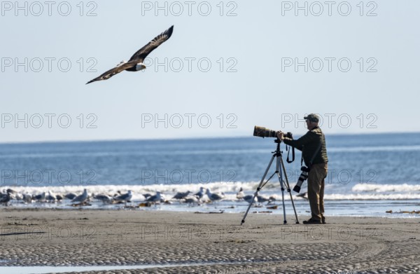Nature photographer with tripod taking a picture of a bald eagle (Haliaeetus leucocephalus) in flight, Anchor Point, Anchor River State Recreation Area, Alaska, USA