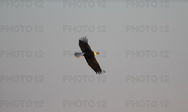Bald eagle (Haliaeetus leucocephalus) in flight against a blue sky, Anchor Point, Alaska, USA