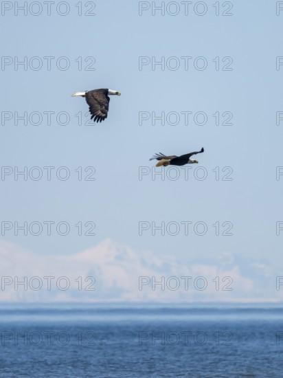 Two bald eagles (Haliaeetus leucocephalus) in flight against a blue sky, Anchor Point, Alaska, USA
